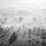 nebbia nell’oliveto Assisi 1958_E0000398_ElioCiol©